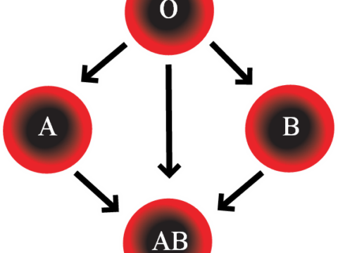 Hoe ontdek ik mijn bloedtype?